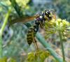 Polistes dominula